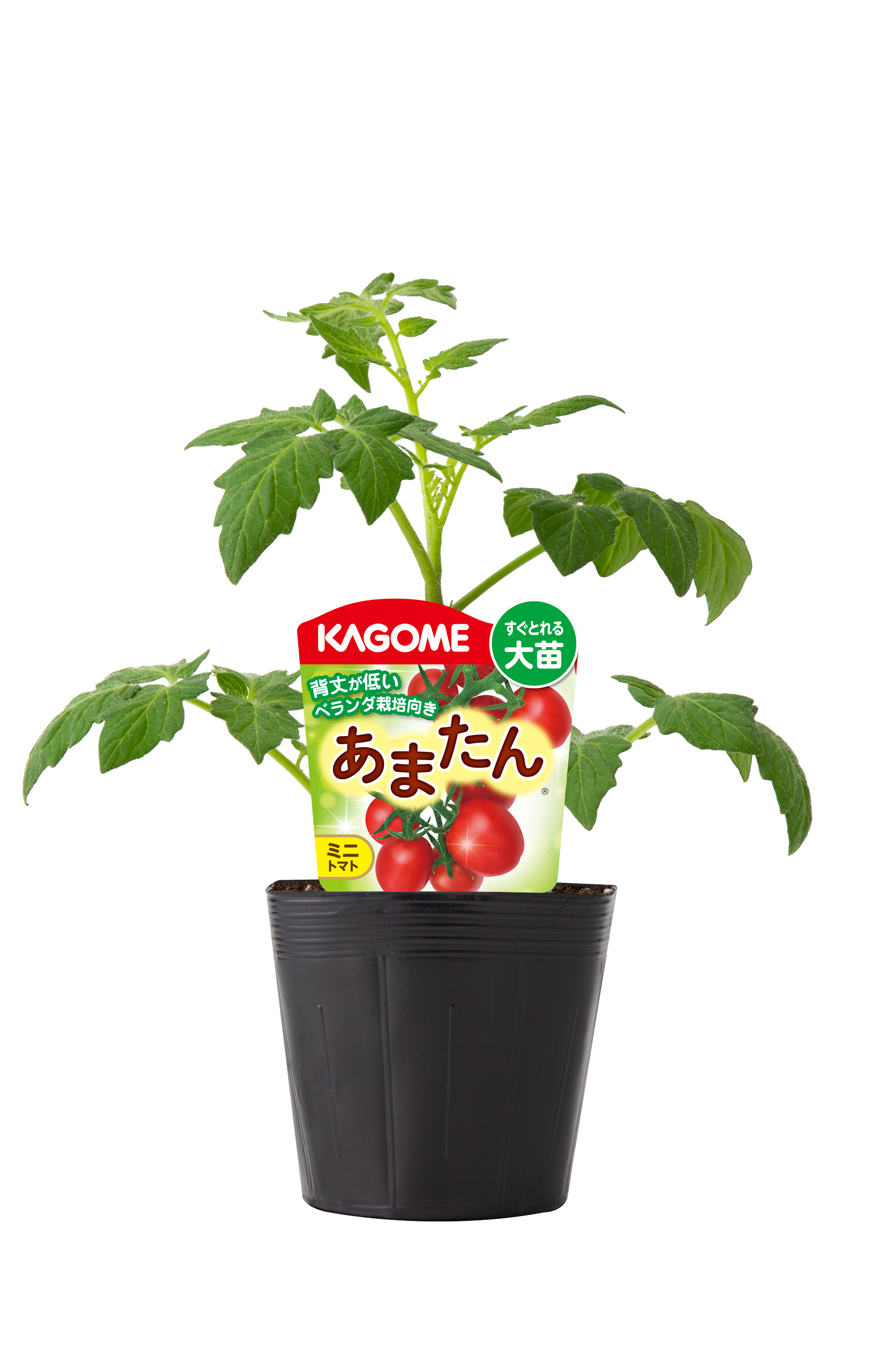予約販売】KAGOME トマト苗 大苗シリーズ ぷるるん＆あまたん 12